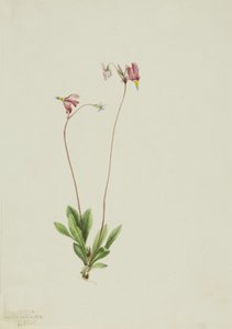 Slender Shootingstar Dodecatheon pauciflorum, 1909. 作： Mary Vaux Walcott