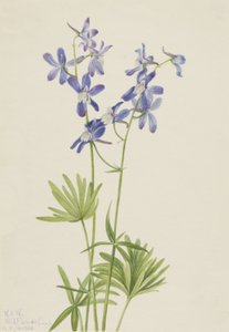 Slim Larkspur Delphinium depauperatum, 1924. 作： Mary Vaux Walcott
