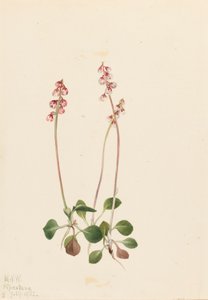 Small Pyrola Pyrola minor Pyrola minor, 1922. 作： Mary Vaux Walcott