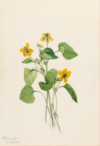 スムースイエローバイオレット（Viola eriocarpa） 作： Mary Vaux Walcott