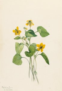 スムースイエローバイオレット Viola eriocarpa, 1919. 作： Mary Vaux Walcott