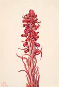 Snow Plant Sarcodes sanguinea、1930年。