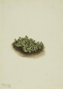 ユキヤナギ Salix nivalis, 1918. 作： Mary Vaux Walcott