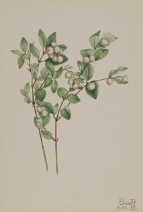 スノーベリー Symphoricarpos albus, 1918. 作： Mary Vaux Walcott