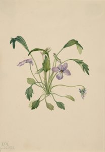 サザンバードフットバイオレットビオラディジタータ、1922年。 作： Mary Vaux Walcott