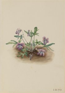 サザンコーストバイオレット（Viola septemloba） 作： Mary Vaux Walcott