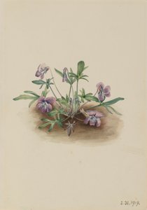 サザン コースト バイオレット ビオラ セプテムロバ、1919 年。 作： Mary Vaux Walcott