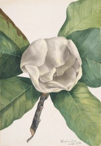 南マグノリア Magnolia grandiflora、1918年。 作： Mary Vaux Walcott