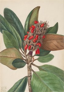 サザンマグノリア Magnolia grandiflora, 1923. 作： Mary Vaux Walcott