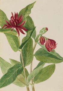 スパイクブッシュ 作： Mary Vaux Walcott