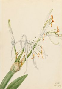 スパイダーリリー Hymenocallis rotata, 1919. 作： Mary Vaux Walcott