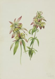 スポテッド・ビー・バルム Monarda punctata, 1919. 作： Mary Vaux Walcott