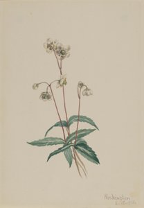 スポッテッド・ピプシセワ（Chimaphila maculata） 作： Mary Vaux Walcott