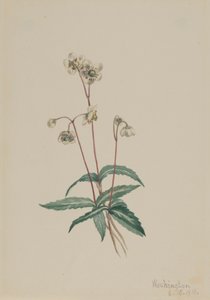 Spotted Pipsissewa Chimaphila maculata, 1918. 作： Mary Vaux Walcott