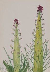 Squaw-Cabbage Caulanthus inflatus, 1935. 作： Mary Vaux Walcott