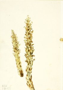 Squawroot Conopholis americana, 1919. 作： Mary Vaux Walcott