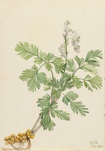 リス・コーン・ビククラ・カナデンシス、1920年。 作： Mary Vaux Walcott
