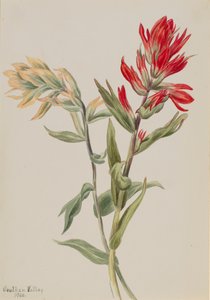 Stachys palustria, 1900. 作： Mary Vaux Walcott