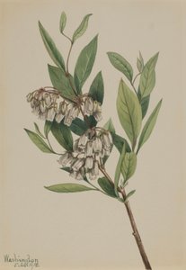 Stagger-Bush Pieris mariana, 1918. 作： Mary Vaux Walcott