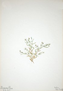 Stelleria leata, 1917. 作： Mary Vaux Walcott