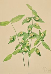 ストロベリーブッシュ Euonymus americanus, 1919. 作： Mary Vaux Walcott