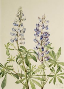 サンダイヤルピナス Lupinus perennis, 1919. 作： Mary Vaux Walcott