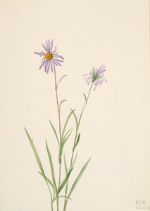 Swamp Aster Aster paludosus, 1922. 作： Mary Vaux Walcott