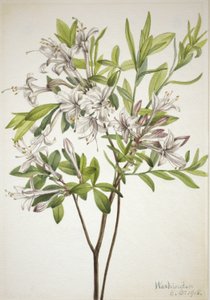 沼つつじ 作： Mary Vaux Walcott