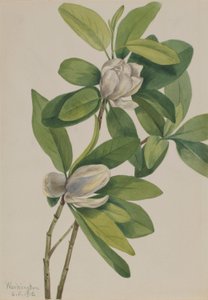 沼木蓮 作： Mary Vaux Walcott