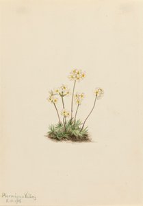 Sweet Androsace Androsace carinata, 1916. 作： Mary Vaux Walcott