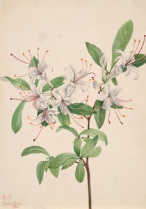 スイートアゼリア Azalea arborescens, 1921. 作： Mary Vaux Walcott