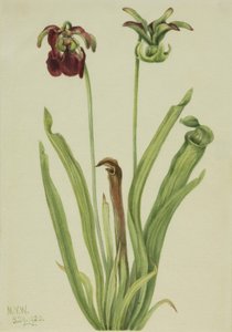 Sweet Pitcherplant Sarracenia rubra, 1920.