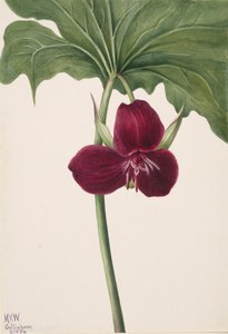 Sweet Trillium Trillium vasyi, 1934. 作： Mary Vaux Walcott