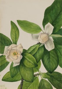 Sweetbay Magnolia virginiana, 1927. 作： Mary Vaux Walcott