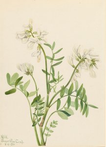 Sweetvetch Hedysarum mackenzii、1921年。 作： Mary Vaux Walcott
