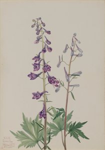 背の高いラークスパー Delphinium elongatum、1920 年。 作： Mary Vaux Walcott