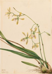 タンパ・エピデンドラム（Epidendrum tampense） 作： メアリーヴォーウォルコット