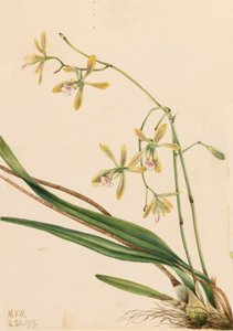 タンパ エピデンドラム エピデンドラム タンペンセ、1919 年。