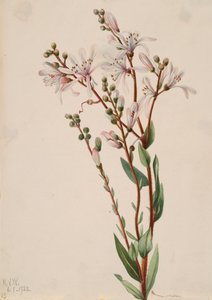 ターフラワー Befaria racemosa、1922 年。