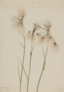 Tassel Cottongrass Eriophorum angustifolium, 1920. 作： Mary Vaux Walcott