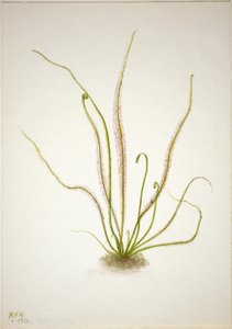 スレッドリーフサンデュー（Drosera rotundifolia）