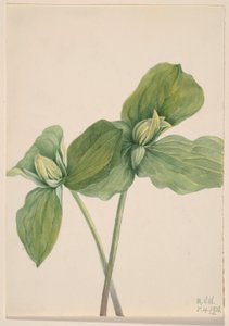 キャタピラー・トリリウム（Trillium sessile） 作： Mary Vaux Walcott