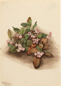 Trailing Arbutus Epigaea repens, 1917. 作： Mary Vaux Walcott