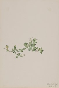 トレイリング・ホストニア（Houstonia procumbens） 作： メアリーヴォーウォルコット