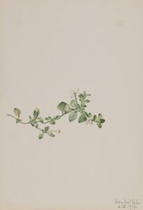 Trailing Houstonia Houstonia procumbens, 1918. 作： Mary Vaux Walcott