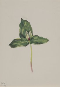 エンレイソウの変色、1938年。 作： Mary Vaux Walcott