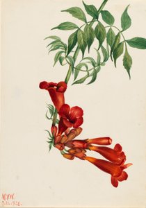 トランペット・クリーパー（Bignonia radicans）