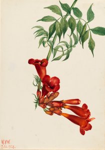 Trumpet Creeper Bignonia radicans, 1926. 作： Mary Vaux Walcott