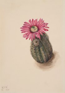 ターキーヘッドカクタス Echinocerus perbellus, 1930. 作： Mary Vaux Walcott