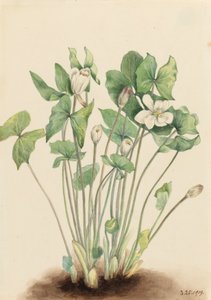 Twinleaf Jeffersonia diphylla、1919年。